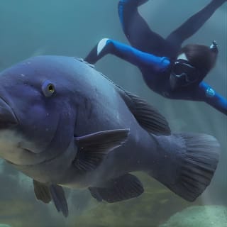 Marine Discovery + Snorkeling Cruise - Port Stephens 5