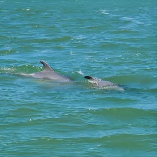 Dolphin and Sightseeing Tiki Cruise 3