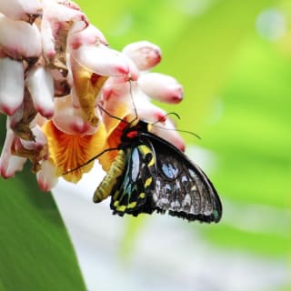 Australian Butterfly Sanctuary 5