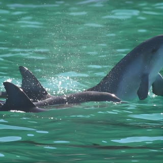 Port Stephens: Dolphin Discovery Cruise 6