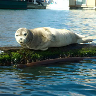 Victoria Harbour Kayak Tour 2