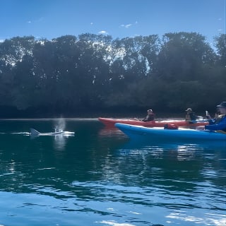 Adelaide Dolphin Sanctuary e cimitero di navi: tour in kayak 5
