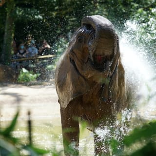 Amnéville Zoo: Skip-the-line Entry Ticket 12