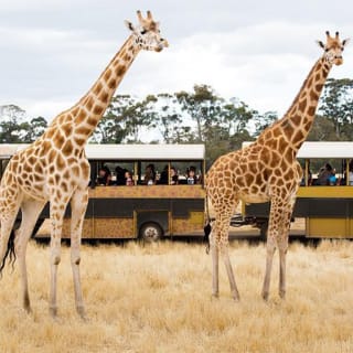 Werribee Open Range Zoo General Admission Ticket 2