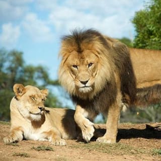 Werribee Open Range Zoo General Admission Ticket 3