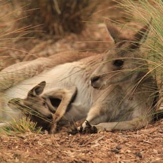 Werribee Open Range Zoo General Admission Ticket 4