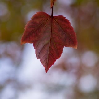 Hojas de otoño 12 1