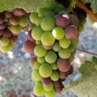 Wine Country : visite d'une demi-journée au départ de San Francisco 20