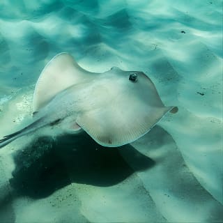 Marine Discovery + Snorkeling Cruise - Port Stephens 6