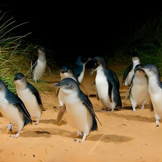 Phillip Island Penguins, Wine Tasting and Dinner from Melbourne 2
