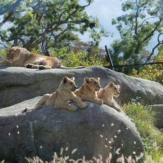 Billets pour le Parc Zoologique de Paris 3