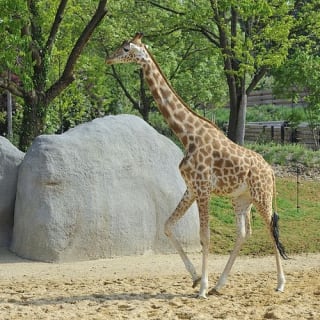 Billets pour le Parc Zoologique de Paris 2