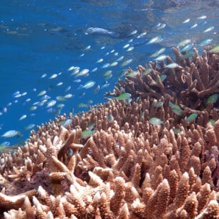 Great Barrier Reef Adventure 9