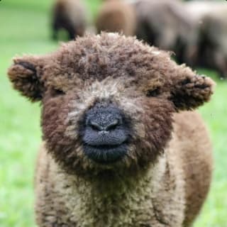 General Admission to SkyLand Ranch 8
