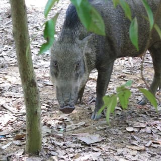 Ubin Bike Trail Adventure 5