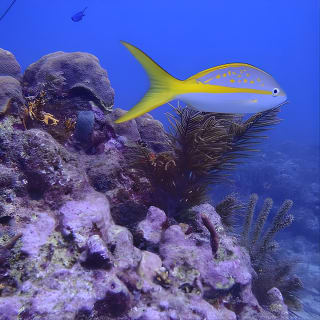 Experience Peanut Island Adventures 5