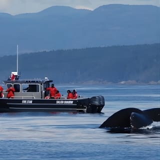Ultimate Marine Whale & Wildlife Tour 1