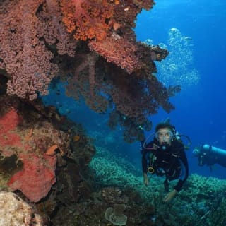 Poseidon Outer Great Barrier Reef Snorkeling and Diving Cruise from Port Douglas 7
