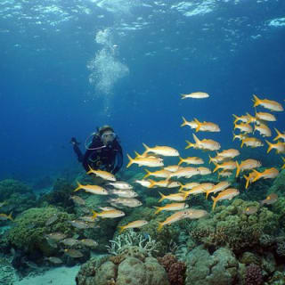 Poseidon Outer Great Barrier Reef Snorkeling and Diving Cruise from Port Douglas 8