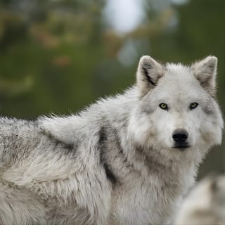 Alaska Wildlife Tour 2