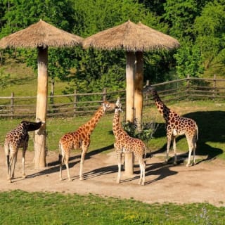 Zoo Praha: Vstupenka + Audio průvodce 1