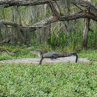 Manchac Swamp Kayak Tour 3