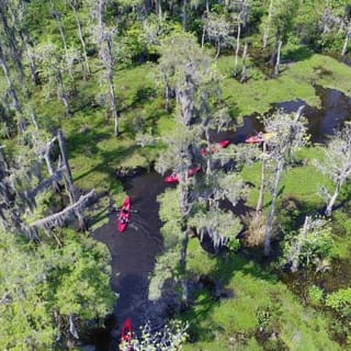 Manchac Swamp Kayak Tour 4