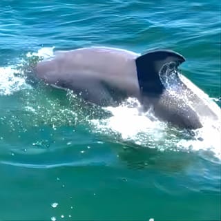 Frisky Mermaid Dolphin Tour + Secluded Beach + Equip 4