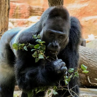 Zoo Praha: Vstupenka + Audio průvodce 3