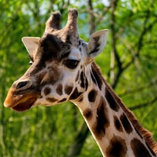 Zoo Praha: Vstupenka + Audio průvodce 4