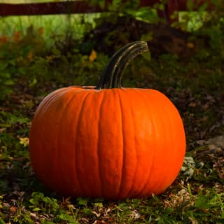 Prepárate para Halloween 5 1