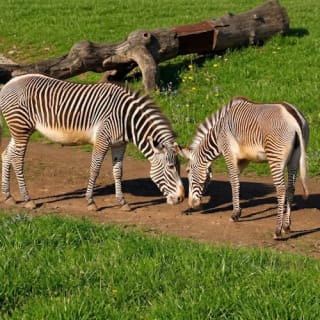 Zoo Praha: Vstupenka + Audio průvodce 5