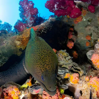 Scuba Dive the S.S. Yongala Wreck on the Great Barrier Reef.  3
