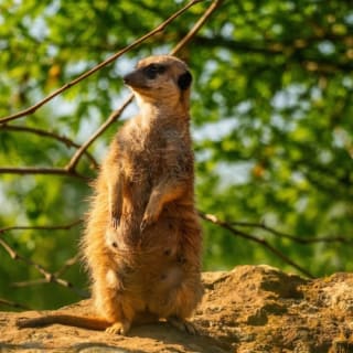 Zoo Praha: Vstupenka + Audio průvodce 7