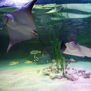 SEA LIFE Benalmádena - Keine Warteschlangen 5