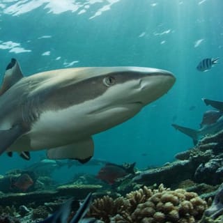 SEA LIFE Benalmádena - Keine Warteschlangen 3