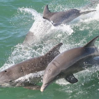Clearwater: Crociera esplorativa guidata con delfini 2