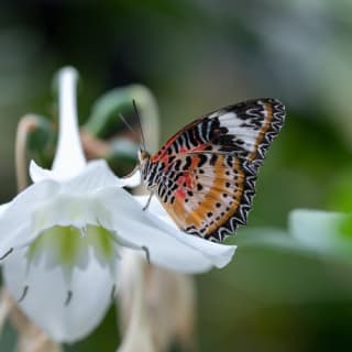 Cockrell Butterfly Center at Houston Museum of Natural Science 5