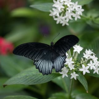 Cockrell Butterfly Center at Houston Museum of Natural Science 6