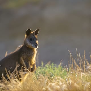 Phillip Island Penguins, Wine Tasting and Dinner from Melbourne 4