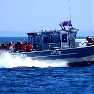 Ultimate Marine Whale & Wildlife Tour 2