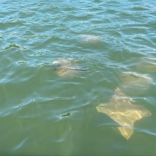 Half-Day Private Tiki Boat Beach Tour ab Fort Myers 10