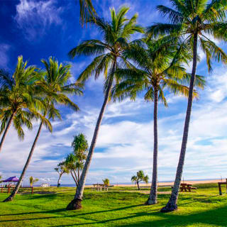 Day Cruise to Tangalooma Island Resort on Moreton Island 4