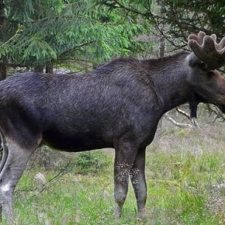 Wildlife Safari im kleinen Gruppenformat in Stockholm 14