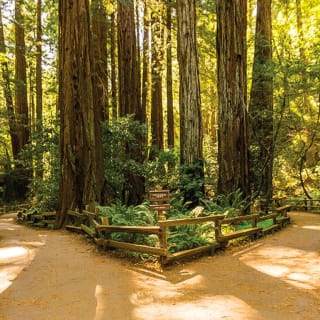 Muir Woods & Sausalito Tour 4