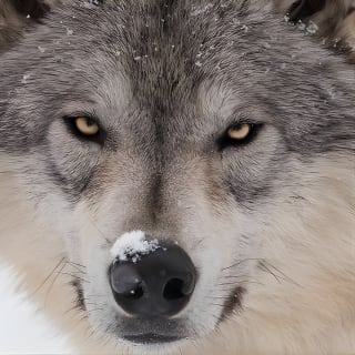Alaska Wildlife Tour 3