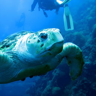 Scuba Dive the S.S. Yongala Wreck on the Great Barrier Reef.  4