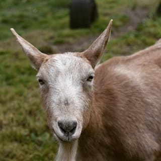 1.5 horas de experiencia inmersiva en una granja en Adirondacks 5