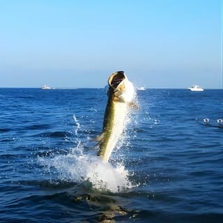 Tampa Bay Inshore Fishing Charters 4