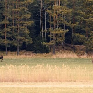 Wildlife Safari im kleinen Gruppenformat in Stockholm 16